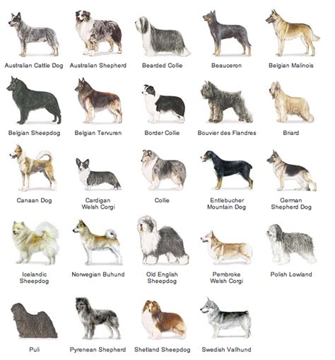 List Dog Breeds Dog Breeds