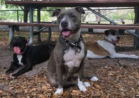 Best Dog Parks In Tampa Bay For Your Furry Friend