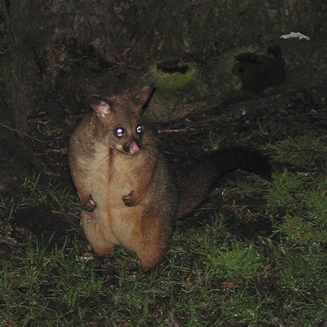 australian possum melbourne australia small flickr