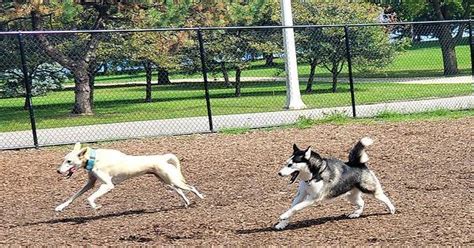 My Longboy Salukicanaan Mix Outrunning A Husky Girl At The Park R