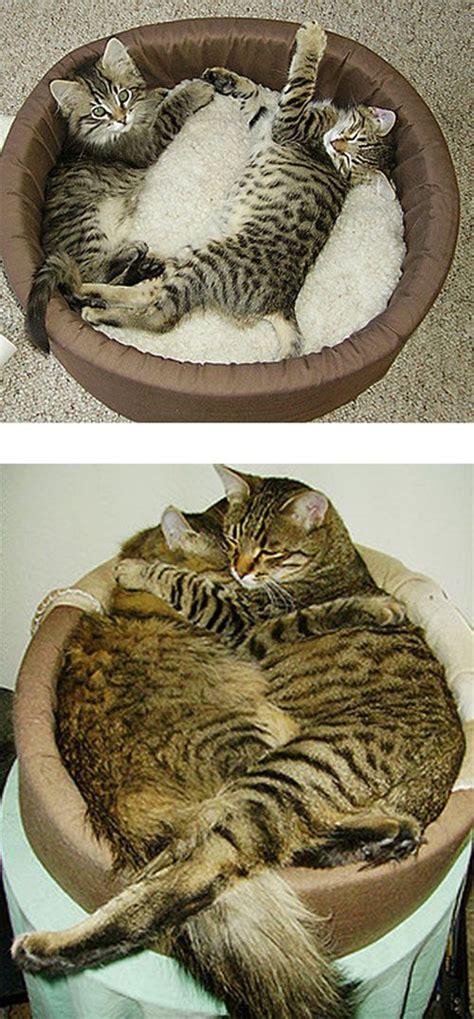 Cats Then And Now 22 Pics