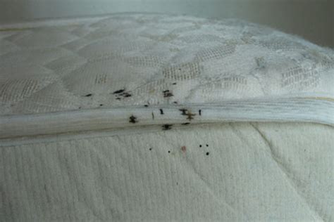 Another sign of bed bug infestation is bed bug eggs ion your mattress. The Top 4 Signs of Bed Bugs To Check For Everywhere You Go