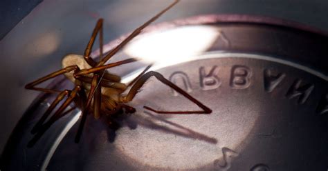 Venomous Brown Recluse Spider Pops Up In Michigan