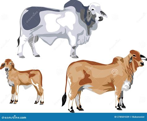 Brahman Cattle Vector Stock Vector Illustration Of Vector 278501039
