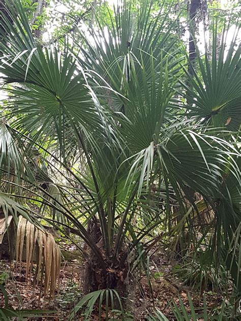 Dwarf Blue Palmetto Palm Tree Sabal Minor Urban Tropicals
