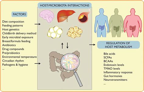 Probiotics And The Gut Microbiota In Intestinal Health And Disease