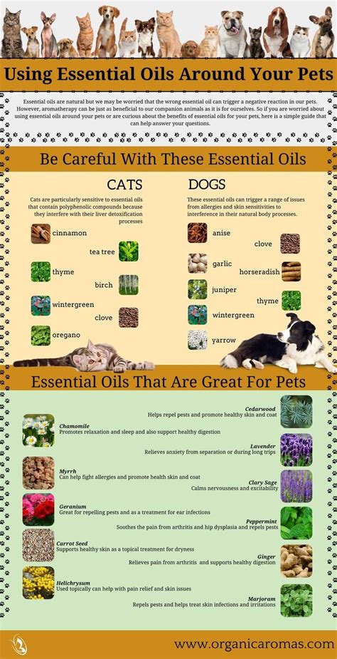 Are you wondering if essential oils are safe for cats? Pin by Desiree Valdez on Essential Oils | Essential oils ...