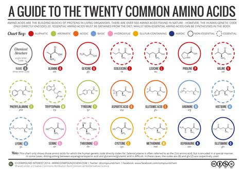 Amino acid reference chart contains the twenty amino acids found in eukaryotes, grouped according to their side chains and charge. A Brief Introduction of Amino Acids - The Building Blocks ...
