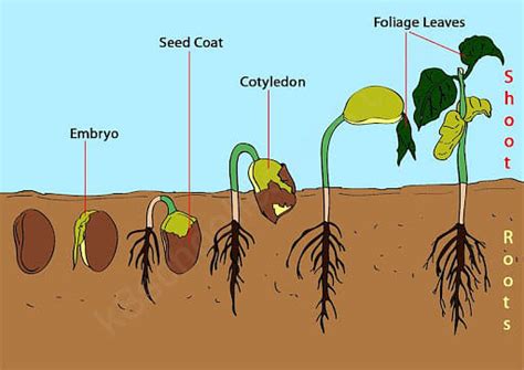 Seed Germination Process Necessity And Major Factors