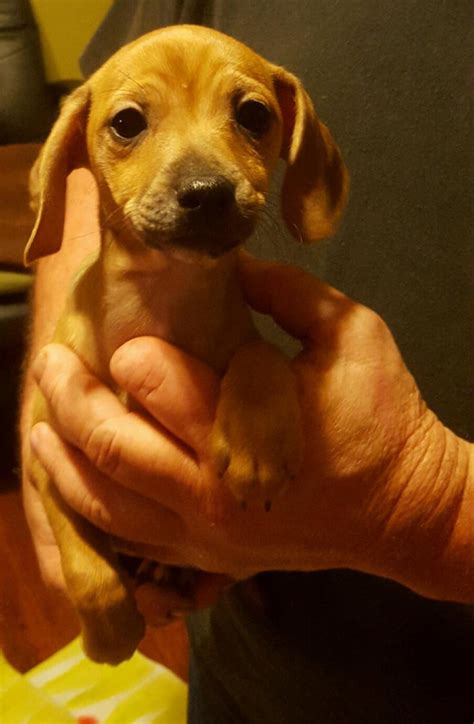 Duke the dachshund / chihuahua mix (chiweenie) at 3 years old—duke is a 3 year old rescue chiweenie.he's very smart and has a loving temperament. Chiweenie Puppies For Sale | Magnolia, TX #136131