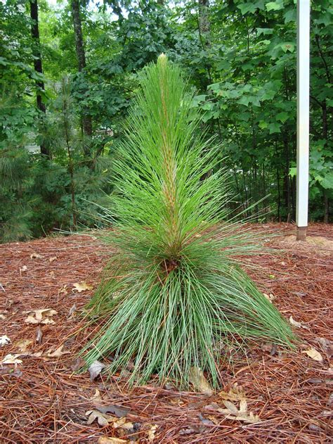Longleaf Pine Identification Walter Reeves The Georgia Gardener