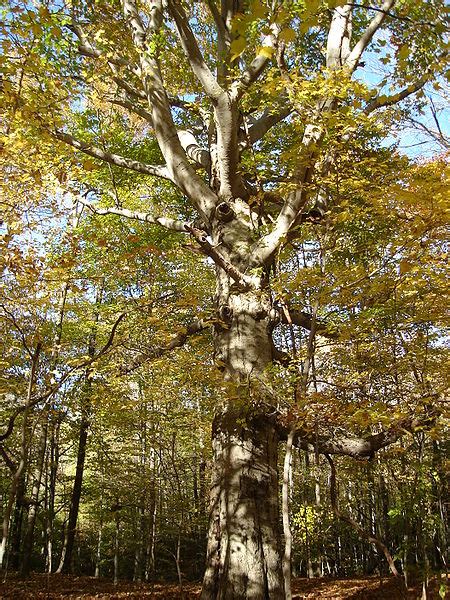 Beech Trees Are Taking Over Northeastern Forests Climate And