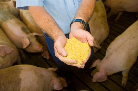 Soybean Meal Increases Weight Gain Efficiency In Growing Pigs United