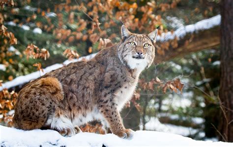 lynx, Wild, Cat, Carnivore, Posture, Grace, Winter, Snow Wallpapers HD 