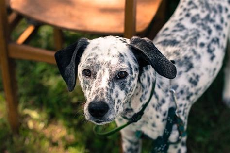 Black Spot On Dogs Skin Dog Health 2020 Nolonger Wild