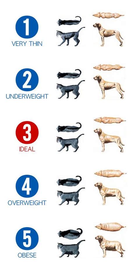 Cat Obesity Chart Meme Chunky Portal Photos