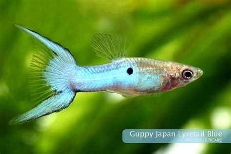 Tnhieutruc has uploaded 1331 photos to flickr. Aquadico - Forum - Poecilia reticulata "blue japan ...