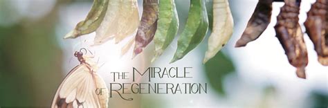 The Miracle Of Regeneration Cornerstone Magazine