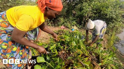 Benin Company Harvesting Plants That Could Soak Up Oil Spills Bbc News