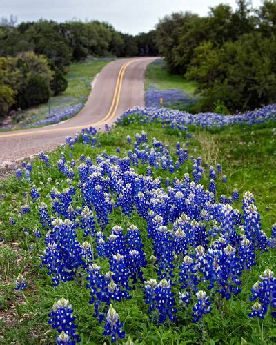 Landscaping Along Roads What You Should Know About Roadside Plants