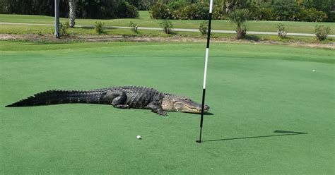 Florida Golfer Survives Gator Attack On Putting Green Fox Sports