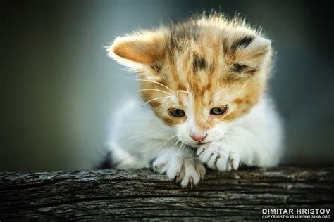 Cute Little Cat 54ka Photo Blog