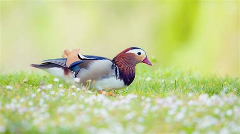 1920x1080 Mandarin Duck Wallpaper Coolwallpapersme