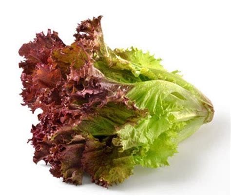 Fresh green coral lettuce category: LETTUCE : RED CORAL - CTFresh