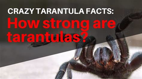 Crazy Tarantula Facts How Strong Are Tarantulas Youtube