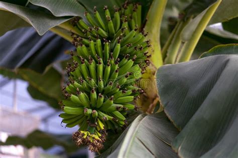 Bananas Grow On A Palm Tree Stock Photo Image Of Agriculture Growing