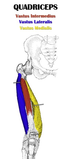 The Definitive Guide To Quadriceps Femoris Anatomy Exercises And Rehab