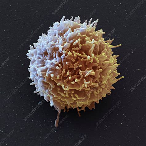 Natural Killer Cell Sem Stock Image C0354931 Science Photo Library