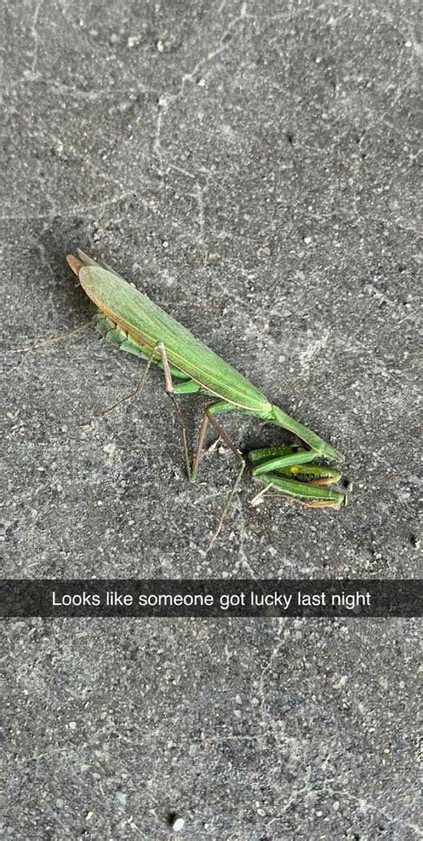 Pin By Debra Mikalauskas On Praying Mantis Daily Funny Funny Memes