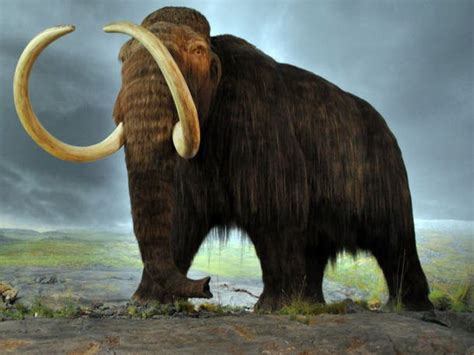 Scientists Close To Cloning A Woolly Mammoth Malibu Ca Patch