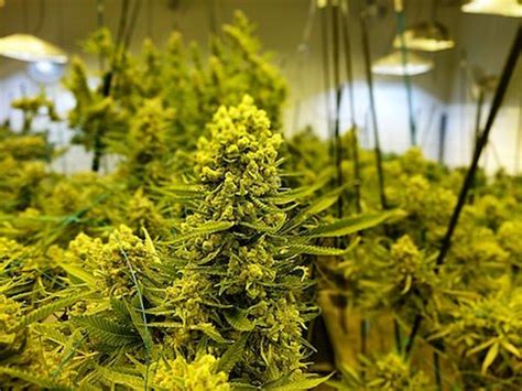 When growing photoperiod marijuana, it's a standard practice to give it 18/6 in veg and 12/12 in flower. 10 Best Nutrients For Flowering Stage & Why