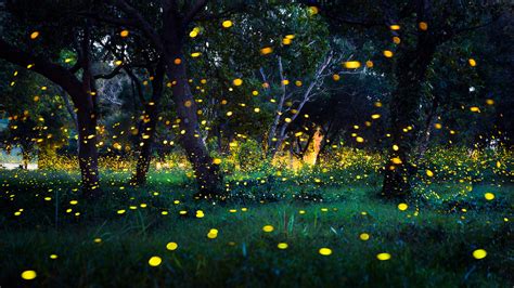Your Summertime Guide To Enjoying The Magic Of Fireflies •