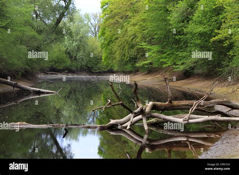 Floodplain Forest In Spring Germany Stock Photo Alamy