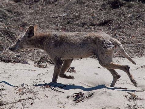 50 Interesting Coyote Facts That You Should Know