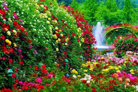 Rose Garden With A Waterfall Nature Flowers Waterfall Roses Garden