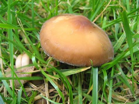 Weilii Info Collection Mushroom Hunting And Identification