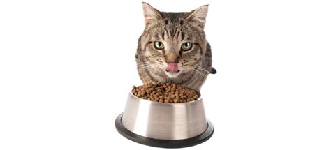 In our guide, we'll introduce you to what is probably the best cat food for sensitive stomachs and give you some valuable tips to help you find the right one for your kitten. Best Cat Food for Sensitive Stomach (Review & Guide) 2019