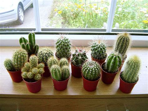 Existen muchísimos tipos, sin embargo, siguen siendo uno de los grandes desconocidos dentro del mundo vegetal. 1 Mini Cactus Suculentas Cactus En Maceta De Cuidado fácil ...