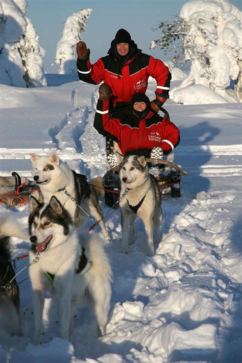 I think part of it is because i love dogs so much and huskies are so cute especially when they are in the snow! Husky dog sled safari, Lapland, Finland Photo