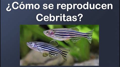 Cómo reproducir peces Cebra YouTube