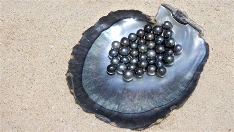 Black Pearl Oyster Shell