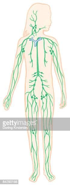 Lymphatic System Stock Illustrations And Cartoons Getty Images