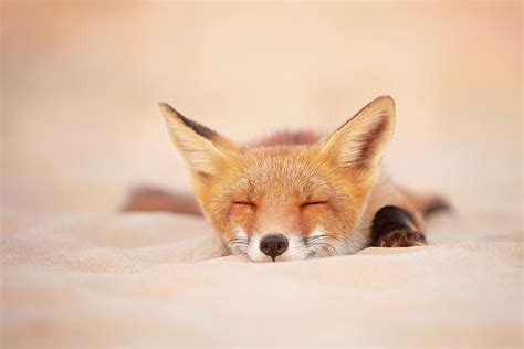 Zen Fox Series Sleepy Fox Is Sleepy Photograph By Roeselien Raimond