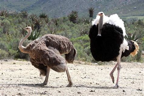 Ostrich Facts The Worlds Largest Bird Live Science