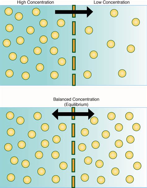 3 Types Of Bulk Transport Across The Cell Membrane Transport