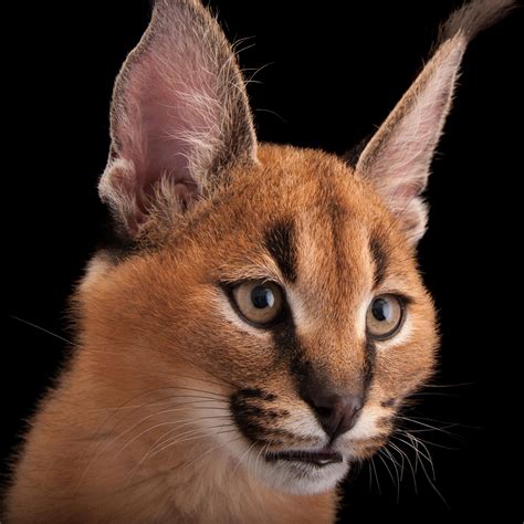 15 Facts About Caracal Cat 2023